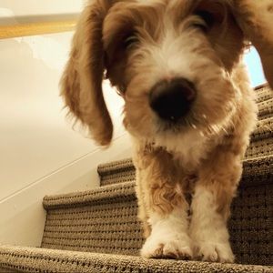 Meet your Posher, Maggie